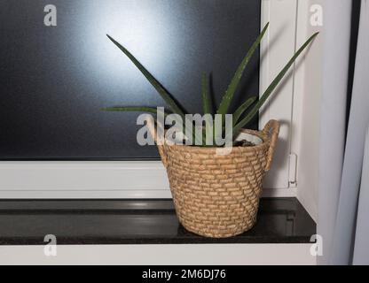 Aloe auf der Fensterbank in einem Topf Stockfoto