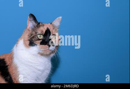 Katze mit schwarz-roter Farbe auf dem Hintergrund Farbe-Türkis Stockfoto