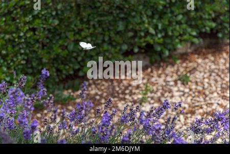 Schmetterling über blühendem Lavendel im Juli Stockfoto