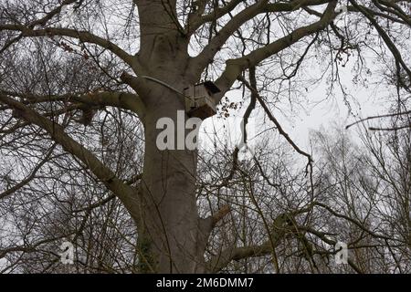 Vogelhaus auf dem Baum im Park Stockfoto