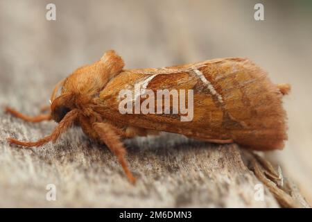 Natürliche Nahaufnahme auf der orangefarbenen Schnabelmotte, Triodia sylvina, die auf Holz sitzt Stockfoto