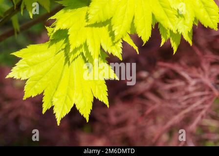 Schließen Sie die jungen gelben Blätter von Acer japonicum aureum Stockfoto