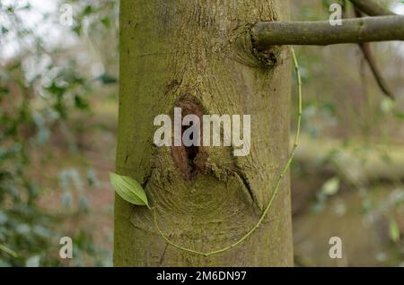 Baumstamm mit hohlem und grünem Stiel Stockfoto