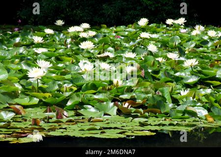 Weiße Seerosen in einem Teich rund um den berühmten Park Shinjuku Gyoen in Tokio, sonniger Sommertag Stockfoto