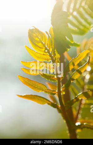 Nahaufnahme des jungen Blattes des Farns Osmunda regalis Stockfoto