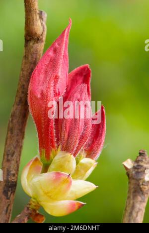 Nahaufnahme eines roten Rhododendrons mit Blüten Stockfoto