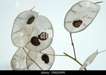 Samen der Lunaria Annua, jährliche Ehrlichkeit Stockfoto