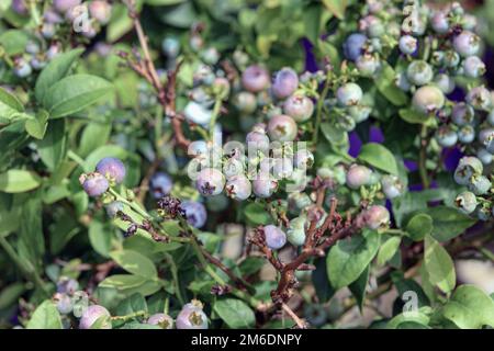 Sträucher reifer Blaubeeren, dicht bedeckt mit Beeren Stockfoto