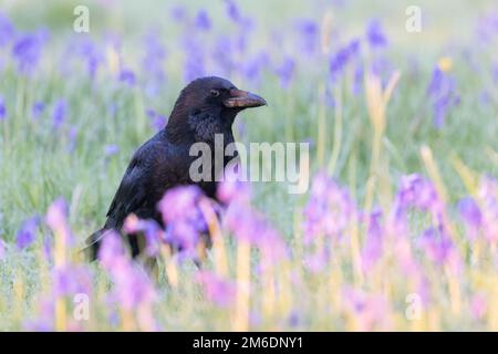 Aaskrähe (Corvus Corone) unter Buebells Stockfoto