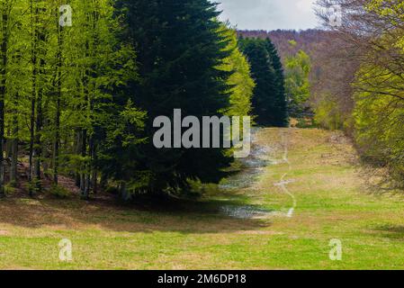 Bäume im Amiata Berg im Frühjahr Saison, Toskana, Italien Stockfoto