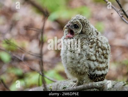 Ein nördliches Eulett, das auf einem Ast im Wald mit unscharfem Hintergrund sitzt Stockfoto