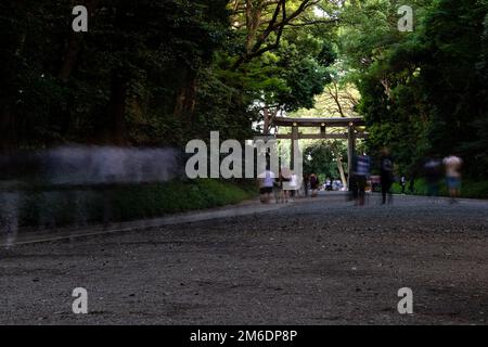 Menschen, die tagsüber durch den Meiji-Jingu-Schrein spazieren Stockfoto