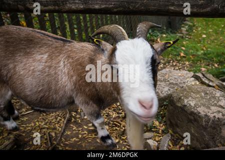 Nutztier-Ziege mit neugierigem Gesicht Stockfoto