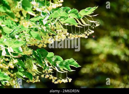 Zweig einer blühenden Linden-Nahaufnahme an einem sonnigen Tag. Stockfoto