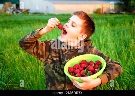 Der Junge mit Appetit isst die Erdbeeren, die auf einem Bett gesammelt wurden. Stockfoto