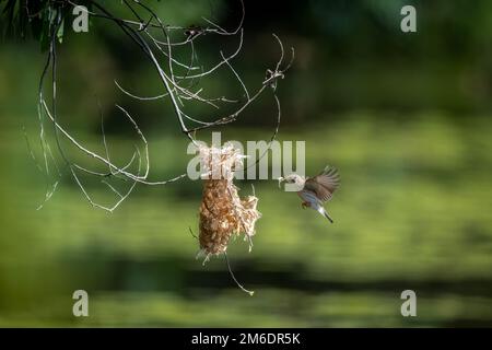 Ein Honeyeater mit Braunrücken befindet sich mitten im Flug zu seinem Nest mit Nistmaterial im Cattana Wetlands in Cairns, Queensland, Australien. Stockfoto