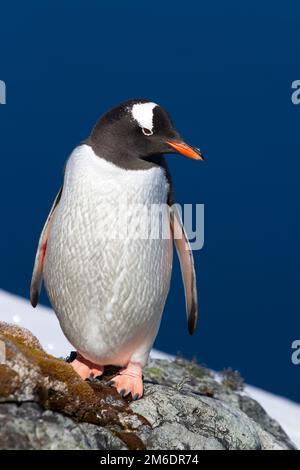 Gentoo-Pinguin, der am Rand einer Klippe vor dem Hintergrund des Ozeans steht Stockfoto