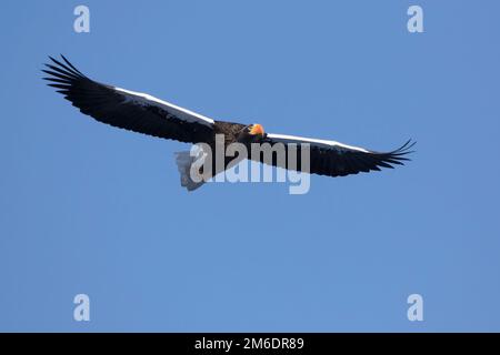 Fliegender erwachsener pazifikadler an einem Wintertag Stockfoto