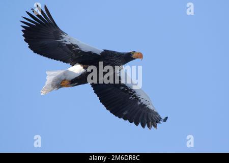 Erwachsener Steller's Sea Eagle fliegt gegen den blauen Himmel Stockfoto