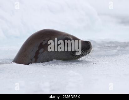 Krabbenschnäpper, der seinen Kopf aus dem Loch steckt und auf dem Eis liegt Stockfoto