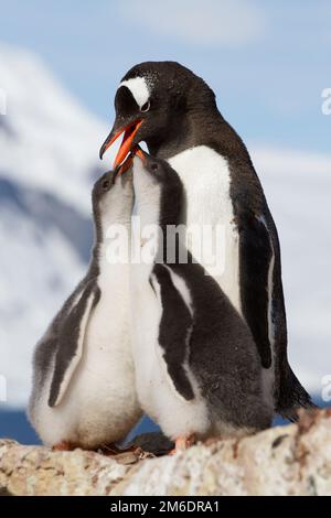 Gentoo-Pinguin-Weibchen füttern zwei Küken Stockfoto