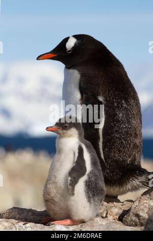 Gentoo-Pinguin, weiblich und Küken, die auf einem Felsen stehen Stockfoto