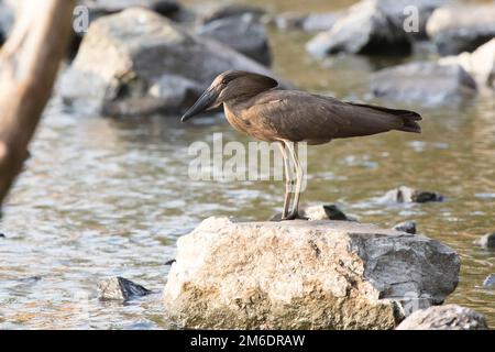 Hamerkop steht auf Steinen am See Stockfoto