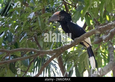 Schwarz-weiß gekleidete Hornvogel, der zwischen den Zweigen in der Krone eines Baumes sitzt Stockfoto