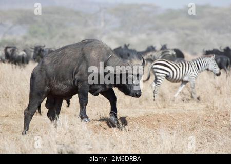 Erwachsener männlicher afrikanischer Büffel, der auf der Savanne läuft Stockfoto