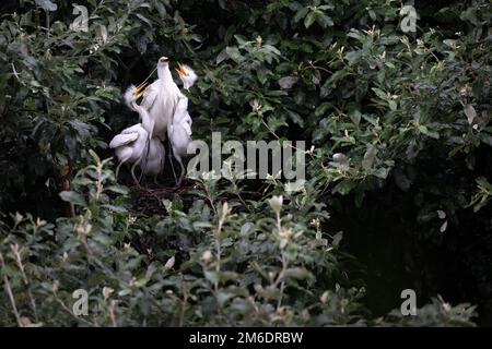 Eine Erwachsene Little Egret ist von zwei jungen Egret-Küken umgeben, während sie sich darauf vorbereitet, ihren Hunger im Macintosh Park Surfers Paradise in Australien zu stillen. Stockfoto