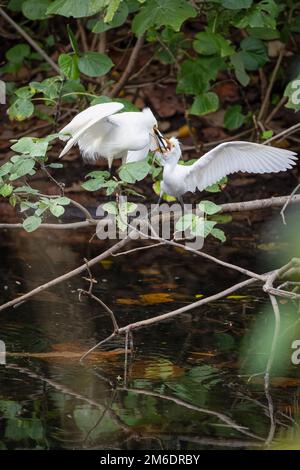 Erwachsener Little Egret lädt frischen Fisch in die breite klaffende Rechnung einer hungrigen Egret im Macintosh Park in Surfers Paradise, Australien. Stockfoto