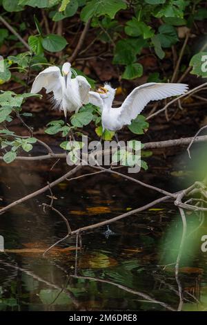 Erwachsener Little Egret lädt frischen Fisch in die breite klaffende Rechnung einer hungrigen Egret im Macintosh Park in Surfers Paradise, Australien. Stockfoto