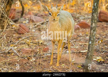 Eine Dik Dik Antilope im Waterberg Plateau-Nationalpark in Namibia. Stockfoto