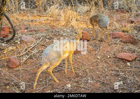 Ein Dik-dik Antilope in der Waterberg Nationalpark in Namibia, Afrika. Stockfoto