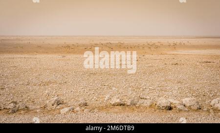 Springböcke, Antilopen in den Etosha Nationalpark. Stockfoto