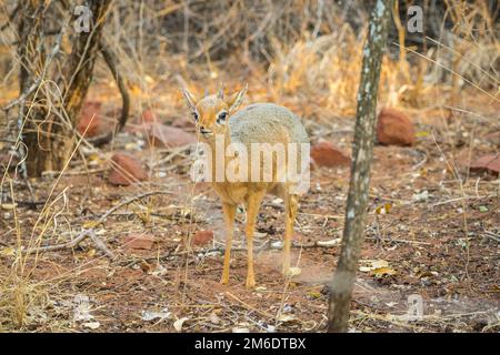 Ein Dik Dik Antilope in der Waterberg Plateau Nationalpark, Namibia. Stockfoto