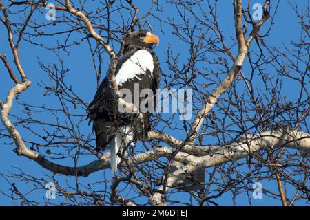 Erwachsener stellers Eagle, der an einem Wintertag auf Birkenästen sitzt Stockfoto