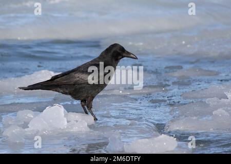 Aaskrähe auf Eis am Ufer Stockfoto