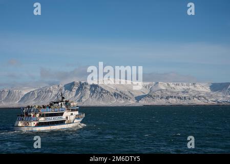 Walbeobachtungsboot mit Touristen in der Bucht von Reykjavik in Island Stockfoto