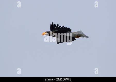 Erwachsener Stellers Sea Eagle, der an einem Wintertag vorbeifliegt Stockfoto