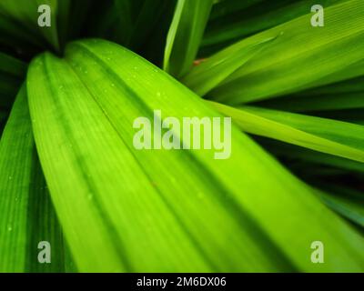 Pandanblätter sind eine frische grüne Kraut, die zum Kochen von Wasser oder zur Herstellung von Nektar verwendet wird. Stockfoto