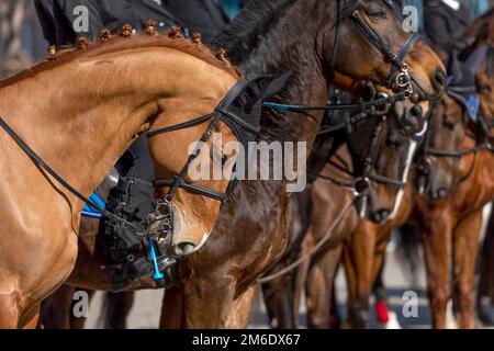 Pferdeportrait. Pferde stehen nebeneinander. Stockfoto