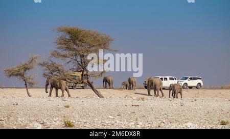 Elefanten Familie Überqueren einer Straße in den Etosha Nationalpark in Namibia. Stockfoto