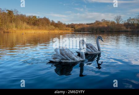 Ein Paar Juvenile stumme Schwäne Cygnus beim Schwimmen und Füttern im Selbrigg Pond North Norfolk, Großbritannien Stockfoto