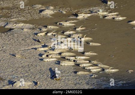 Schlammfisch Stockfoto