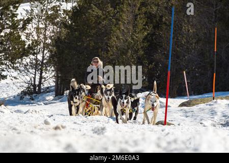 Grau Roig Andorra : FEB 18 2020 : von Hunden gezogene Schlitten in Grau Roig. Bahnhof Grandvalira, Grau Ro Stockfoto