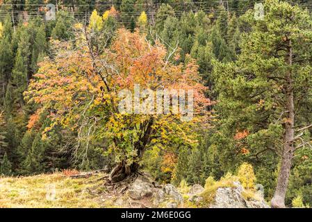 Der Berg Herbst Landschaft mit bunten Wald in Andorra. Stockfoto