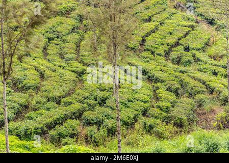 Haputale, Sri Lanka - 23. november 2019: Teefabrik in Teeplantage in der Nähe von Haputale. Sri Lanka. Stockfoto