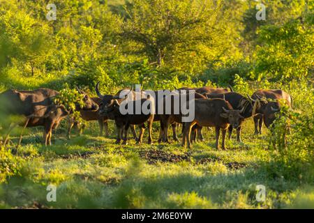 Wasserbüffel in der udawalawe National Park auf Sri Lanka. Stockfoto