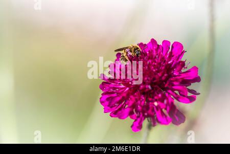Blütenbiene auf einer karmesinroten Kissenblüte Stockfoto